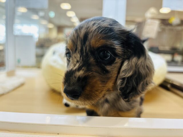 ミニチュアダックス