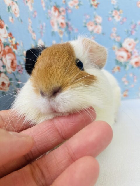 いっぱいむにむにしたい❤︎*ˊᵕˋスタッフ一目惚れ💫イングリッシュモルモットさん女のコ❤︎♀