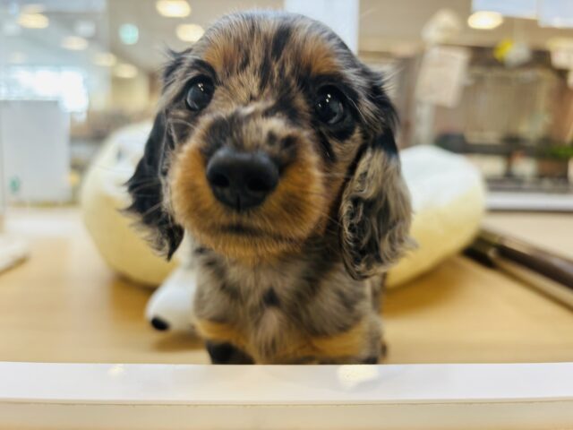 まった〜り、おっと〜りなキュートガール♥ミニチュアダックスフンドちゃん！
