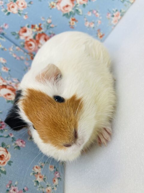 イングリッシュモルモット