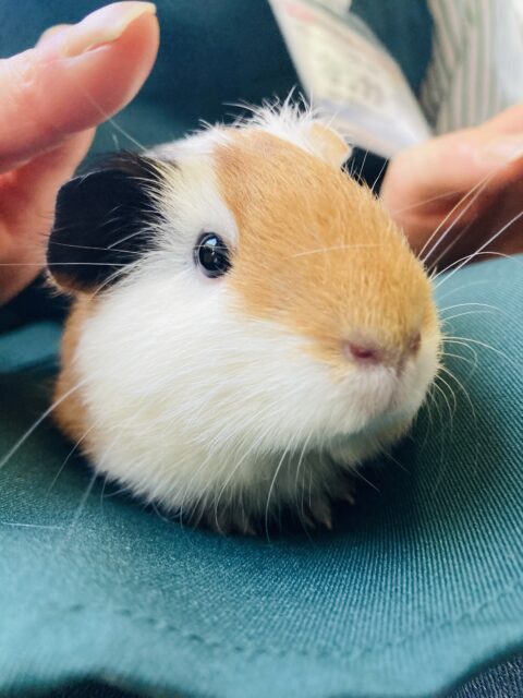 イングリッシュモルモット