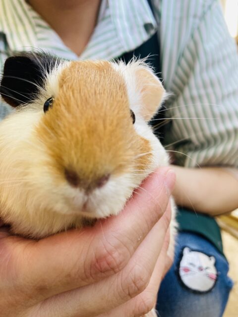 イングリッシュモルモット