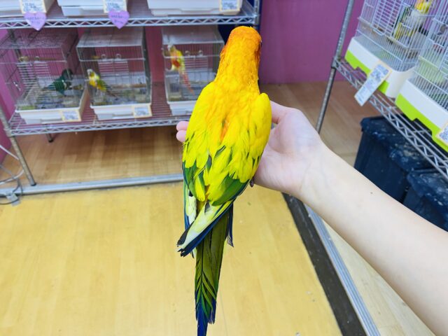 コガネメキシコインコ