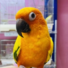 最新画像有ります⭐️なでなで動画あります☆　カラフルパッションなデリシャスさん✨コガネメキシコインコ‼️