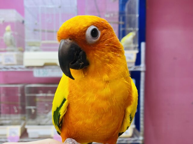 最新画像有ります⭐️なでなで動画あります☆　カラフルパッションなデリシャスさん✨コガネメキシコインコ‼️