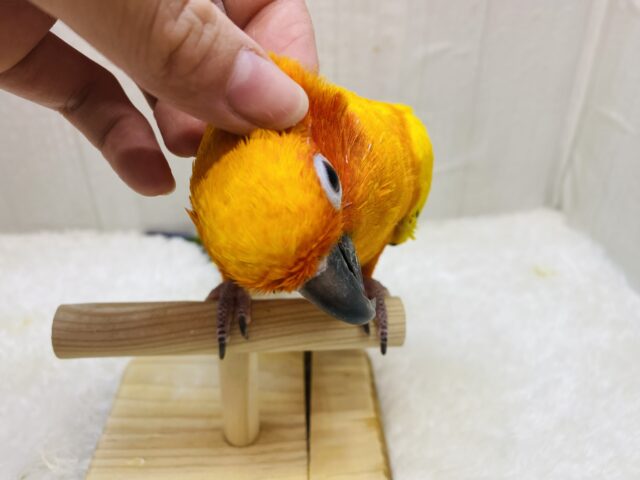 コガネメキシコインコ