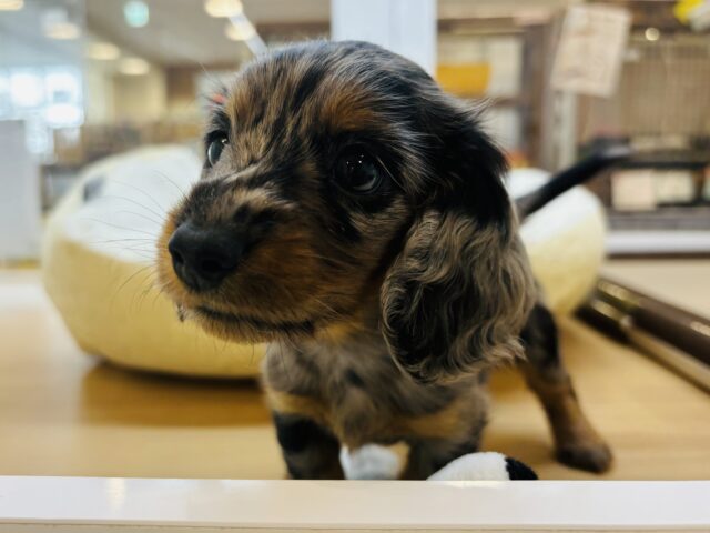 ミニチュアダックス