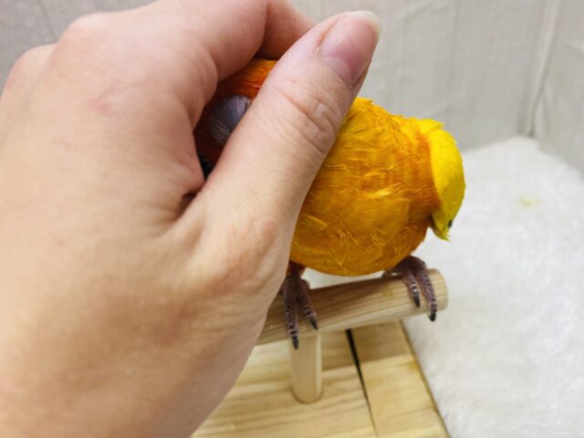 コガネメキシコインコ