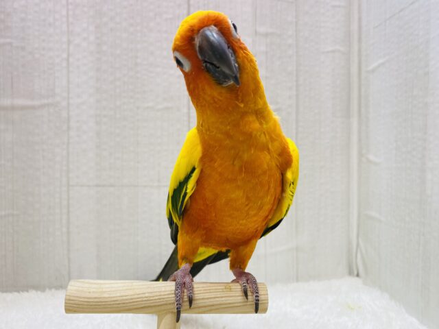 コガネメキシコインコ