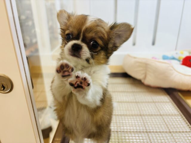 チワワ