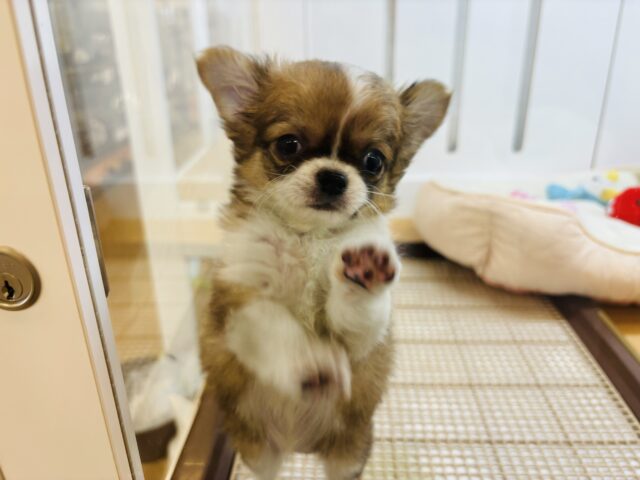 チワワ
