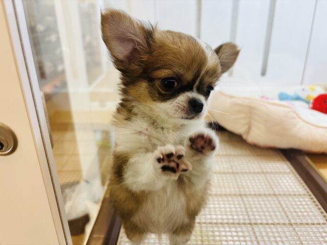 チワワ