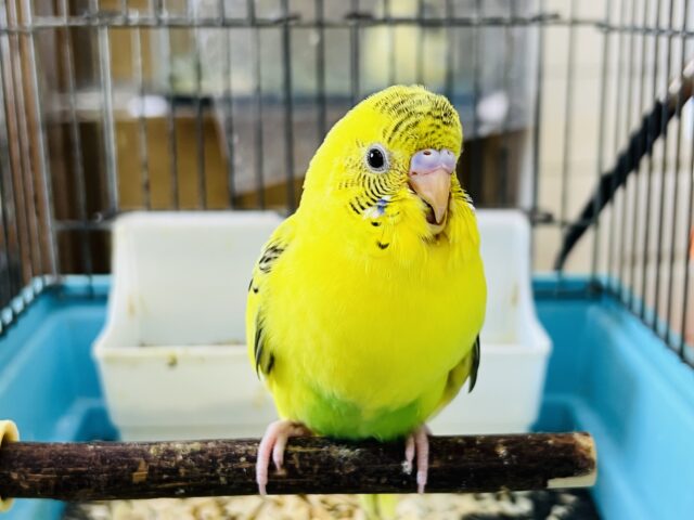 セキセイインコ