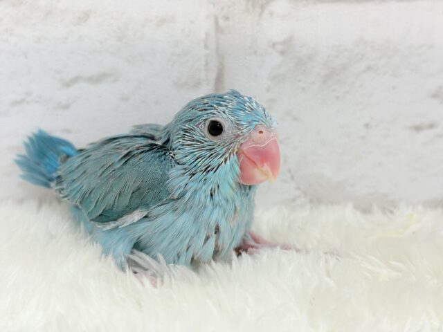 マメルリハ