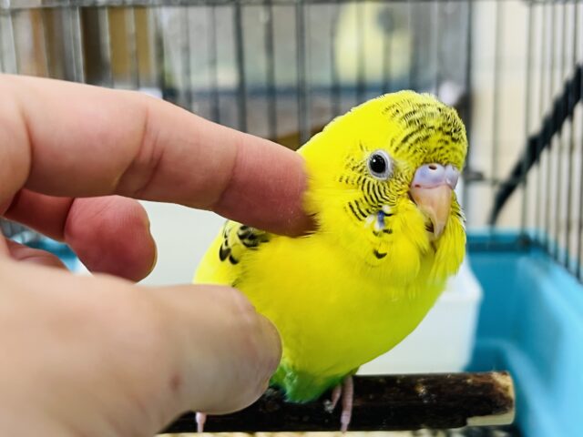 セキセイインコ