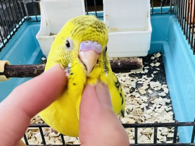 セキセイインコ