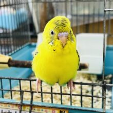 画像更新☆唯一無二✨甘えん坊セキセイインコのヒナ(黄 ハルクイン)❤️