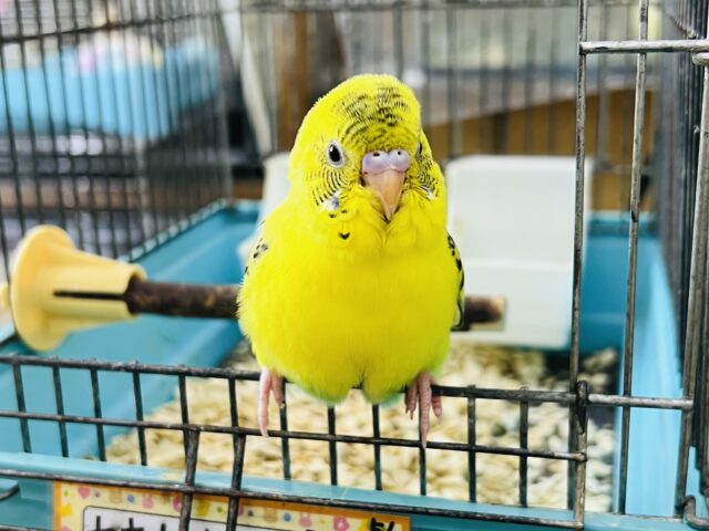 画像更新☆唯一無二✨甘えん坊セキセイインコのヒナ(黄 ハルクイン)❤️