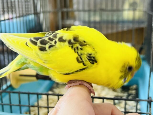 セキセイインコ