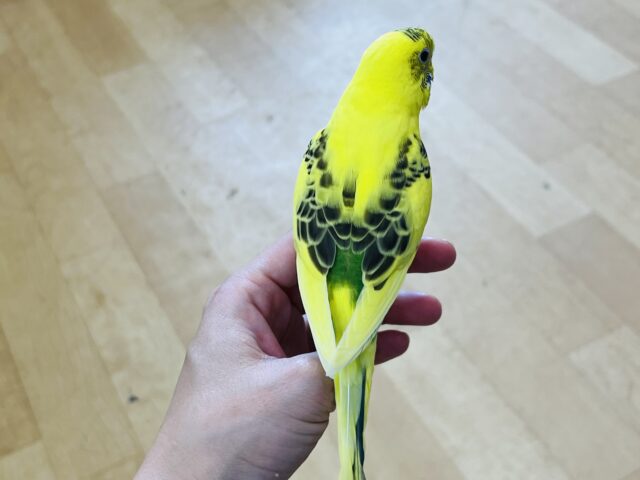セキセイインコ