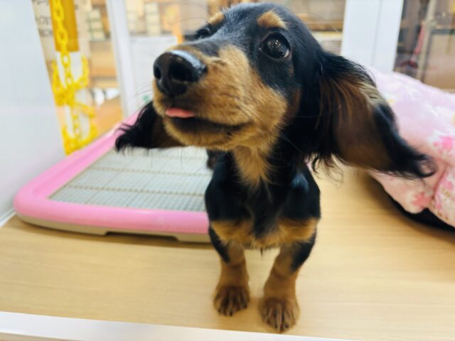 カニンヘンダックス