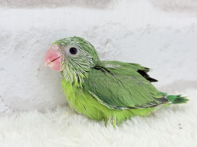 マメルリハ