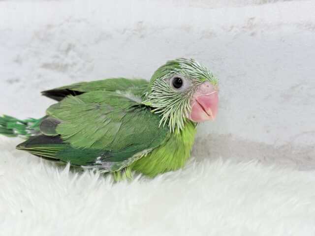 説明画像です