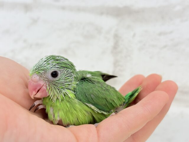 マメルリハ