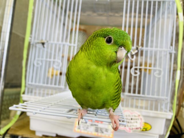 サザナミインコ