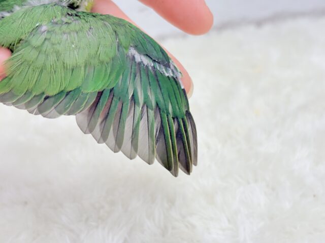 マメルリハ