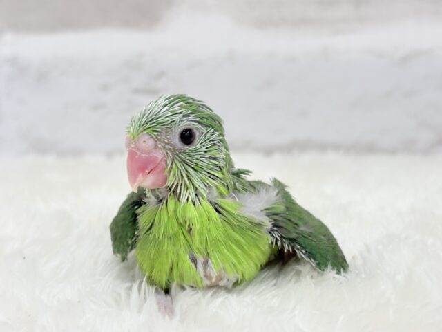 マメルリハ