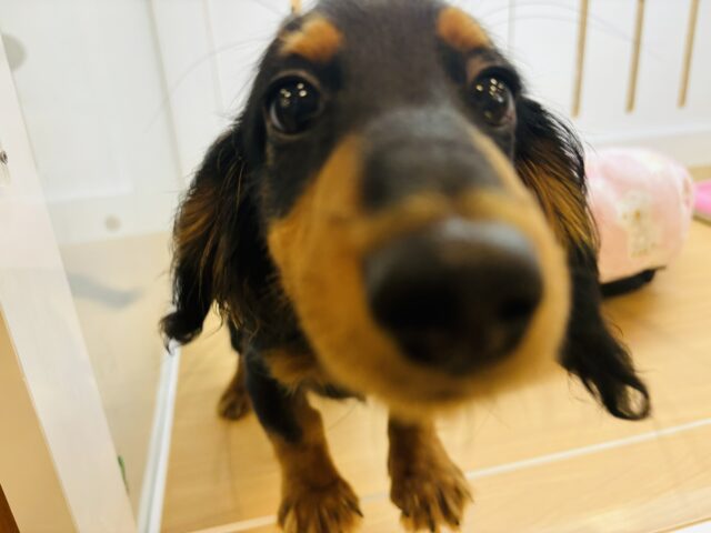 カニンヘンダックス