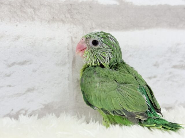 マメルリハ