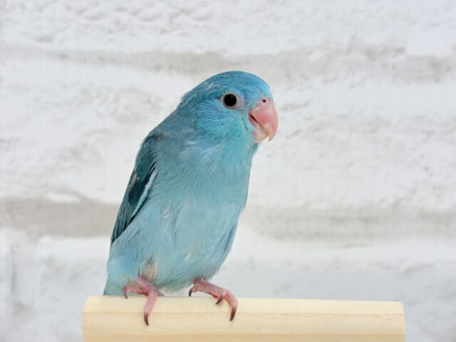 マメルリハ