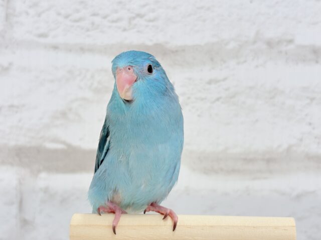 マメルリハ