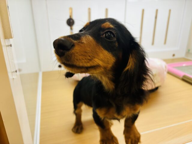 カニンヘンダックス