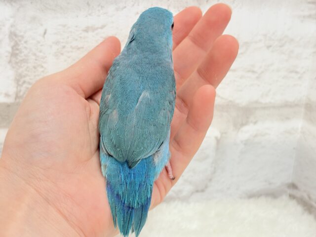 マメルリハ