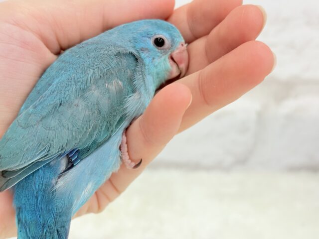 説明画像です