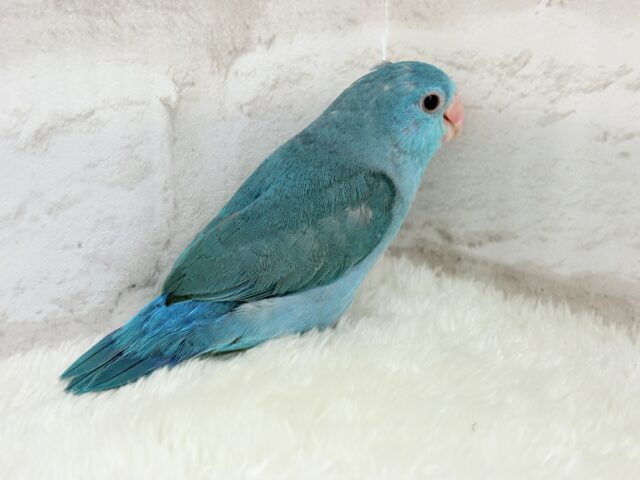 マメルリハ