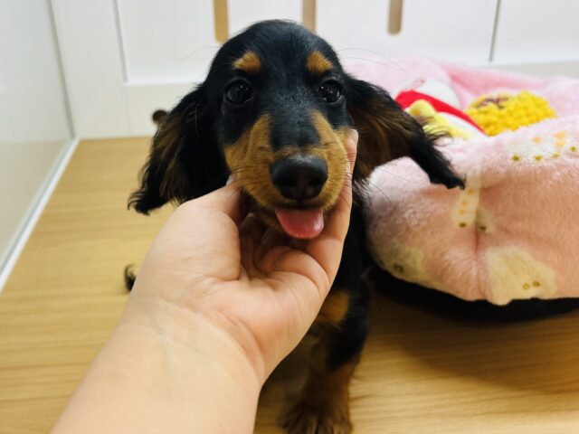 カニンヘンダックス