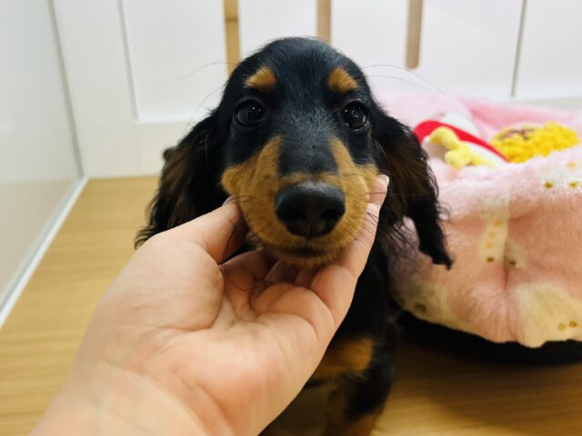 カニンヘンダックス
