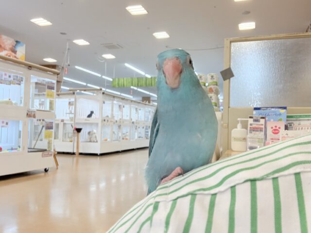 マメルリハ