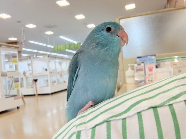 説明画像です