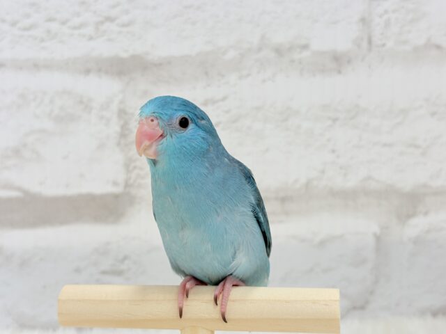マメルリハ