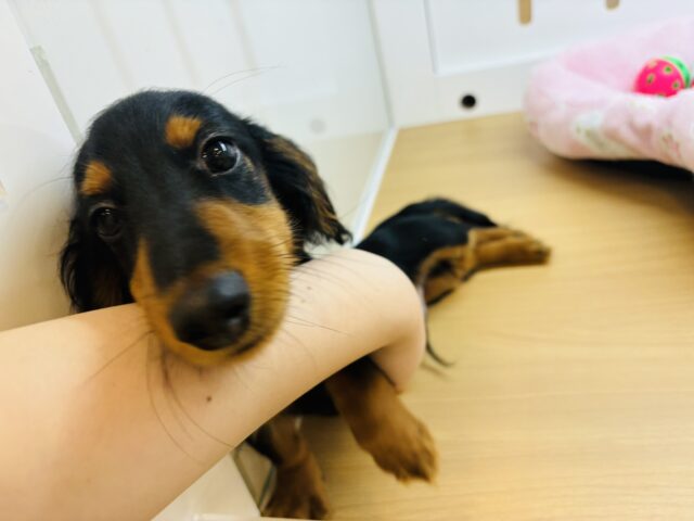 カニンヘンダックス