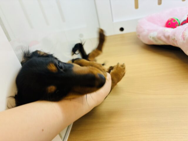 カニンヘンダックス