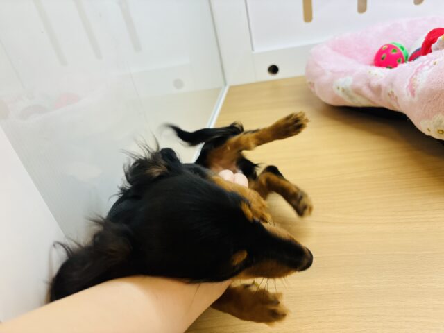 カニンヘンダックス