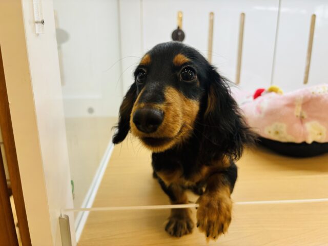 カニンヘンダックス