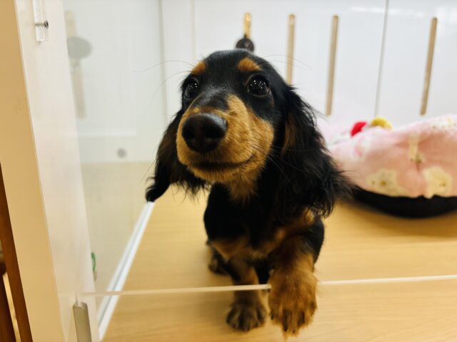 カニンヘンダックス