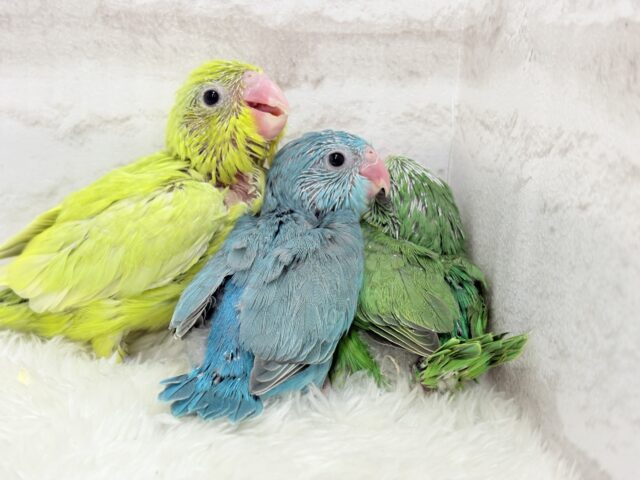 説明画像です